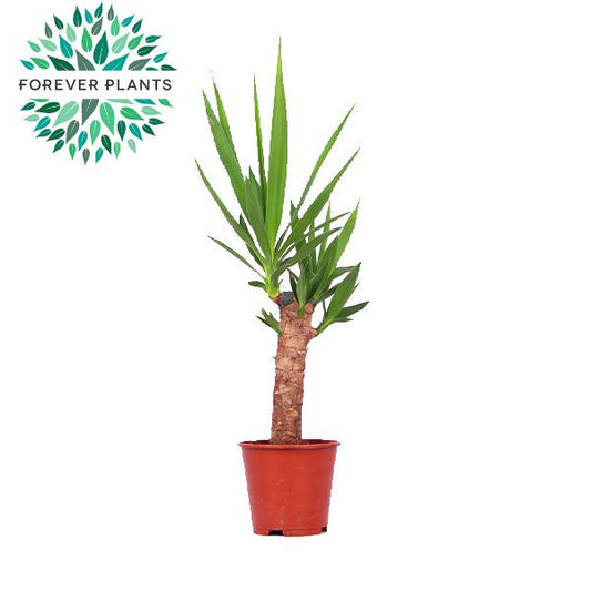 Yucca elephantipes 60cm 14cm Pot