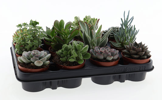 Succulenten mix 10cm 8.5cm Pot