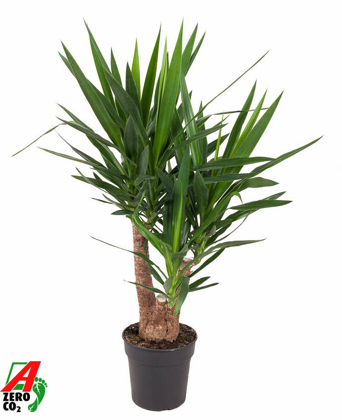 Yucca elephantipes 100cm 24cm Pot