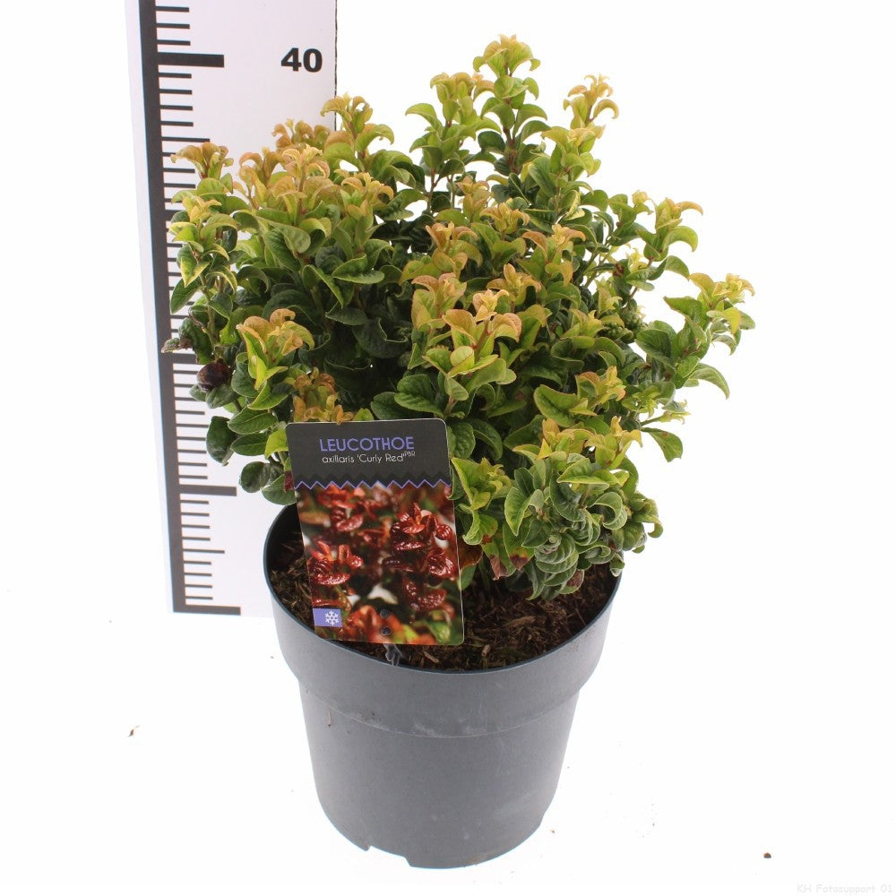 Leucothoe Curly Red 25cm 23cm Pot