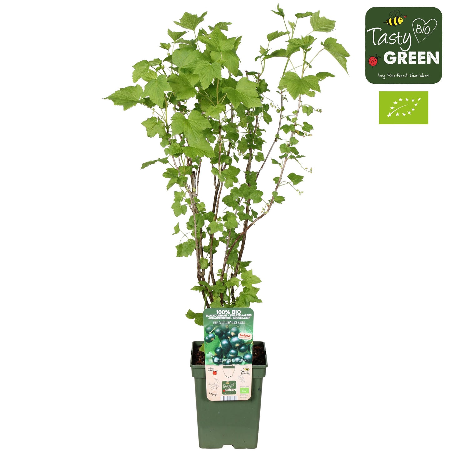 Ribes mix 100cm 23cm Pot