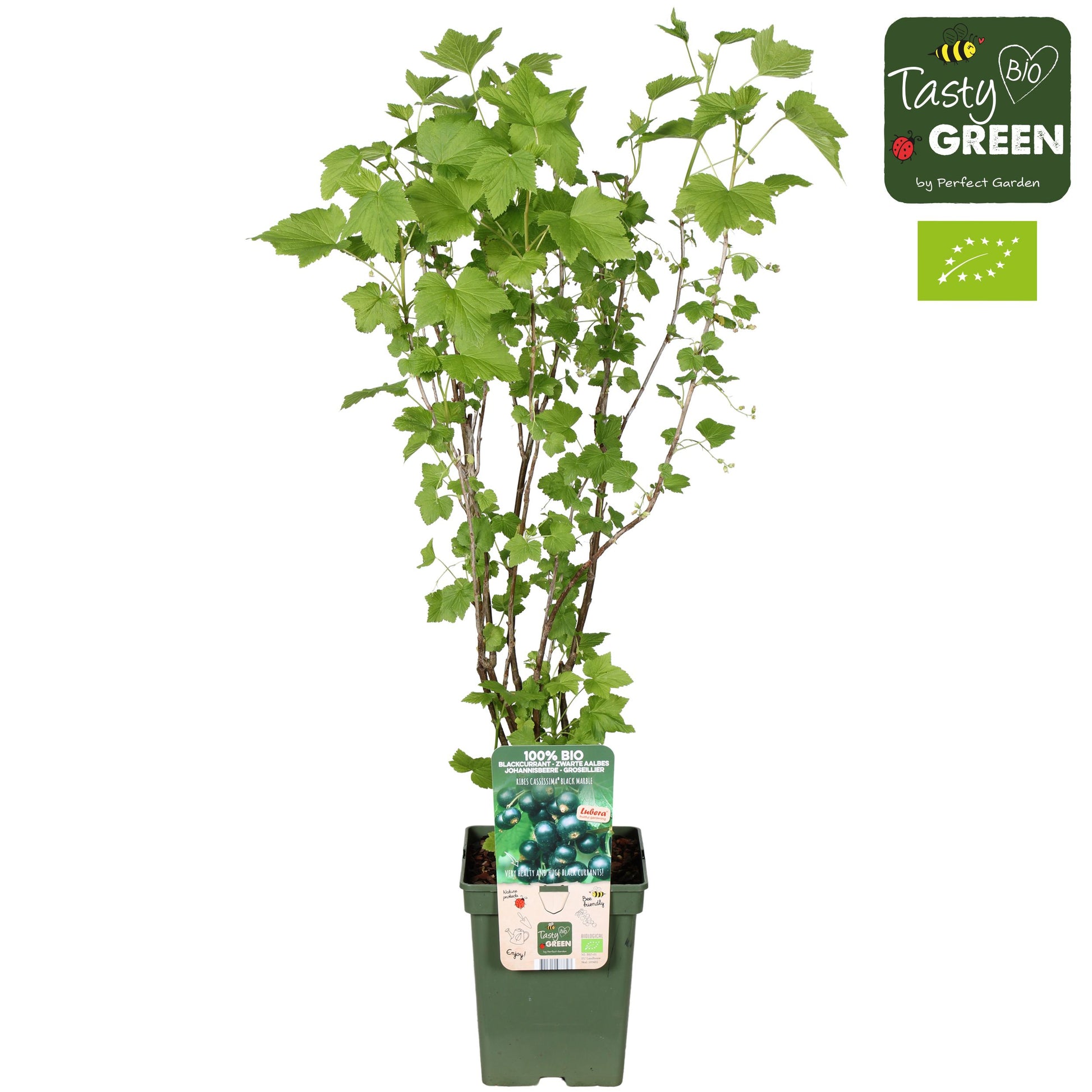 Ribes mix 100cm 23cm Pot
