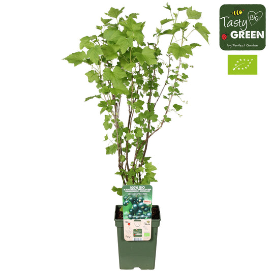 Ribes mix 100cm 23cm Pot
