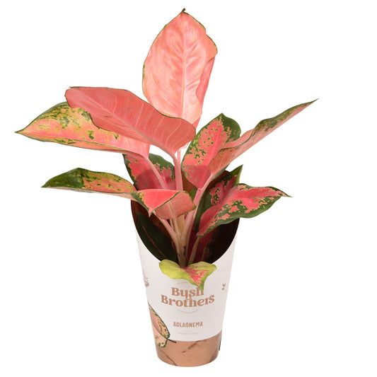 Aglaonema Orange Star 35cm 12cm Pot