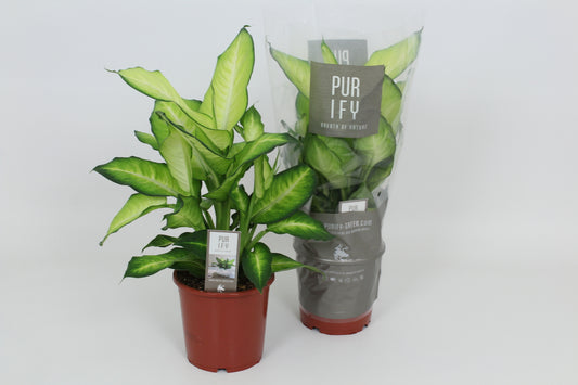 Dieffenbachia Summer Style 55cm 17cm Pot