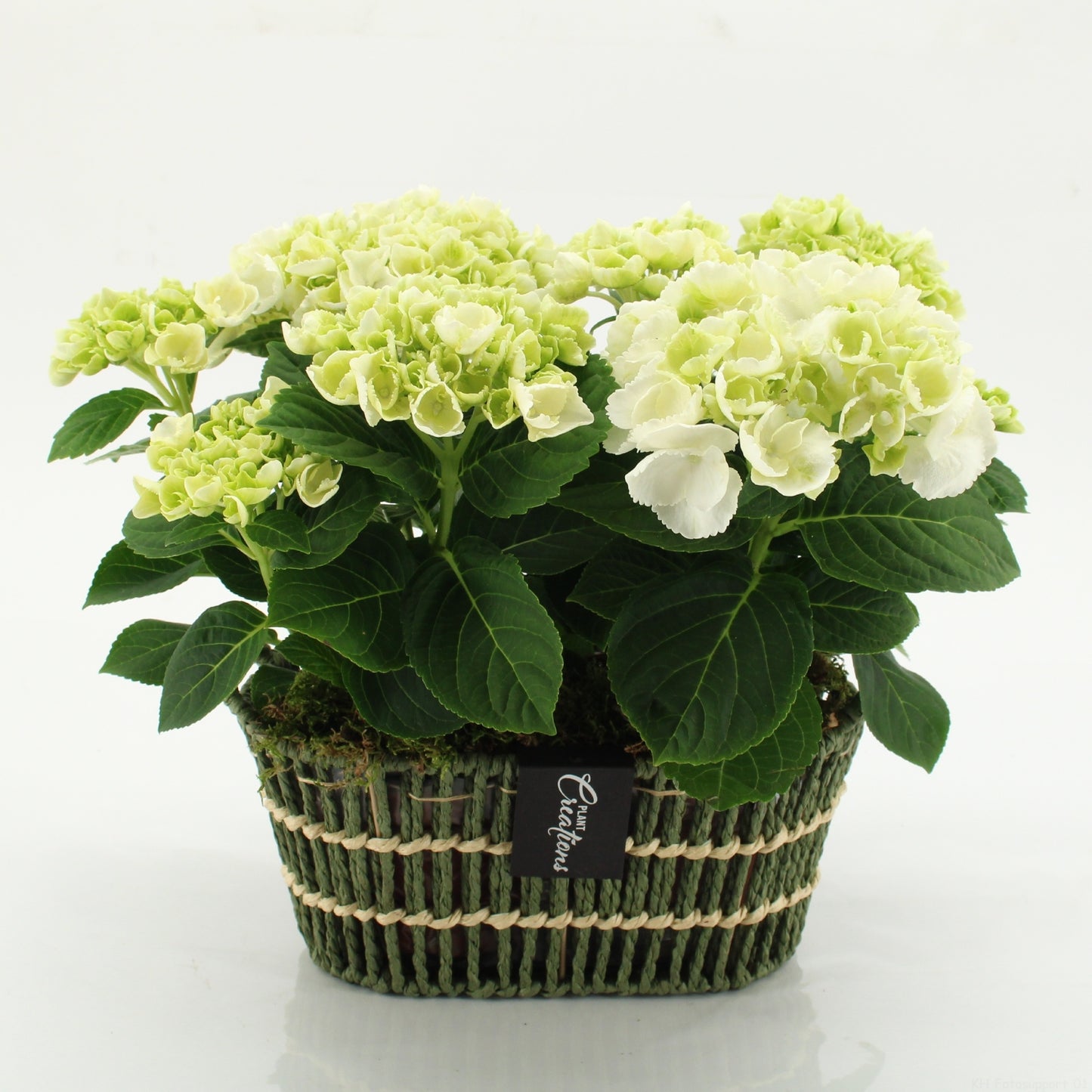 KHCR-2602W Hydrangea creations 30cm 23cm Pot