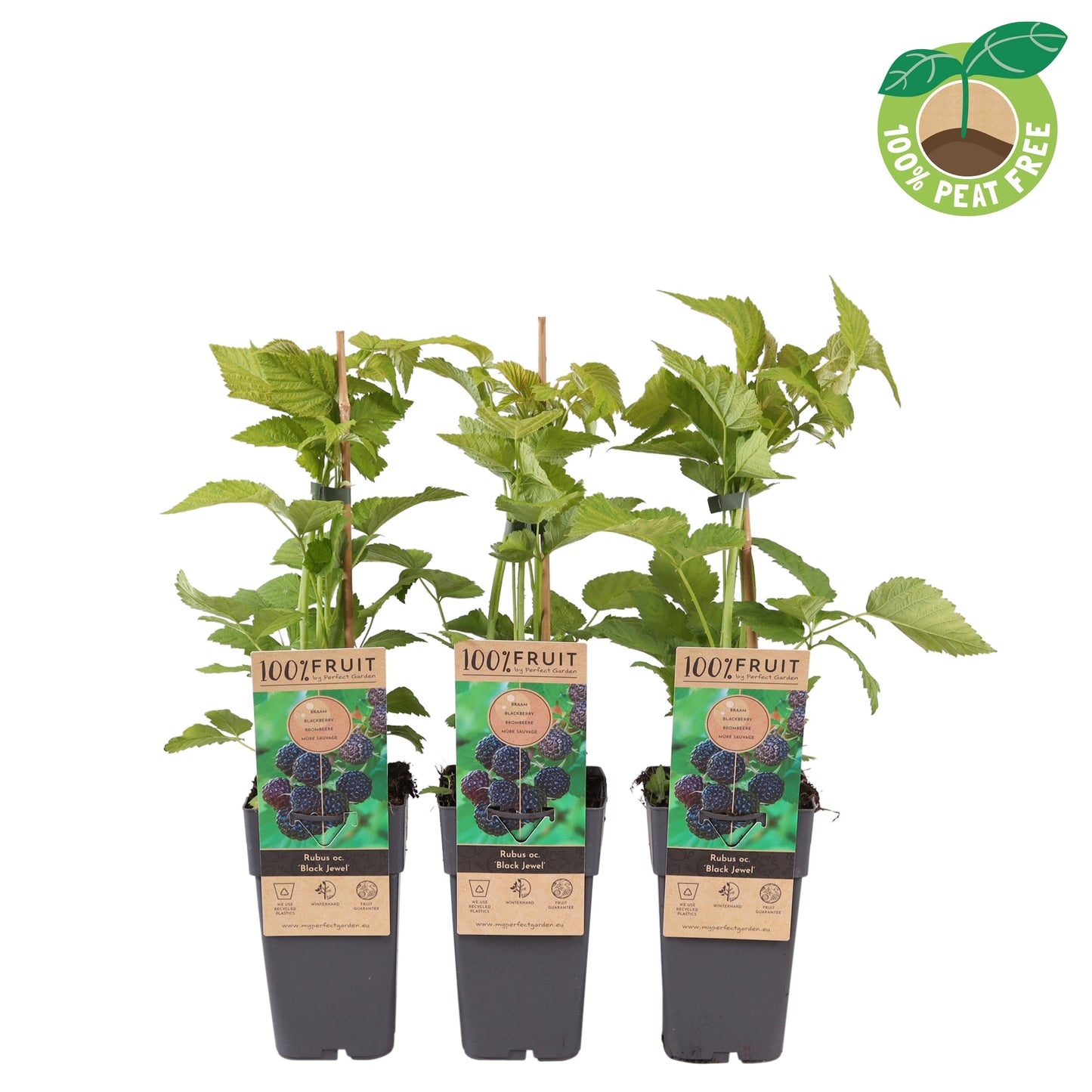 Streng Growers B.V. Rubus id. Black Jewel Pack of 10
