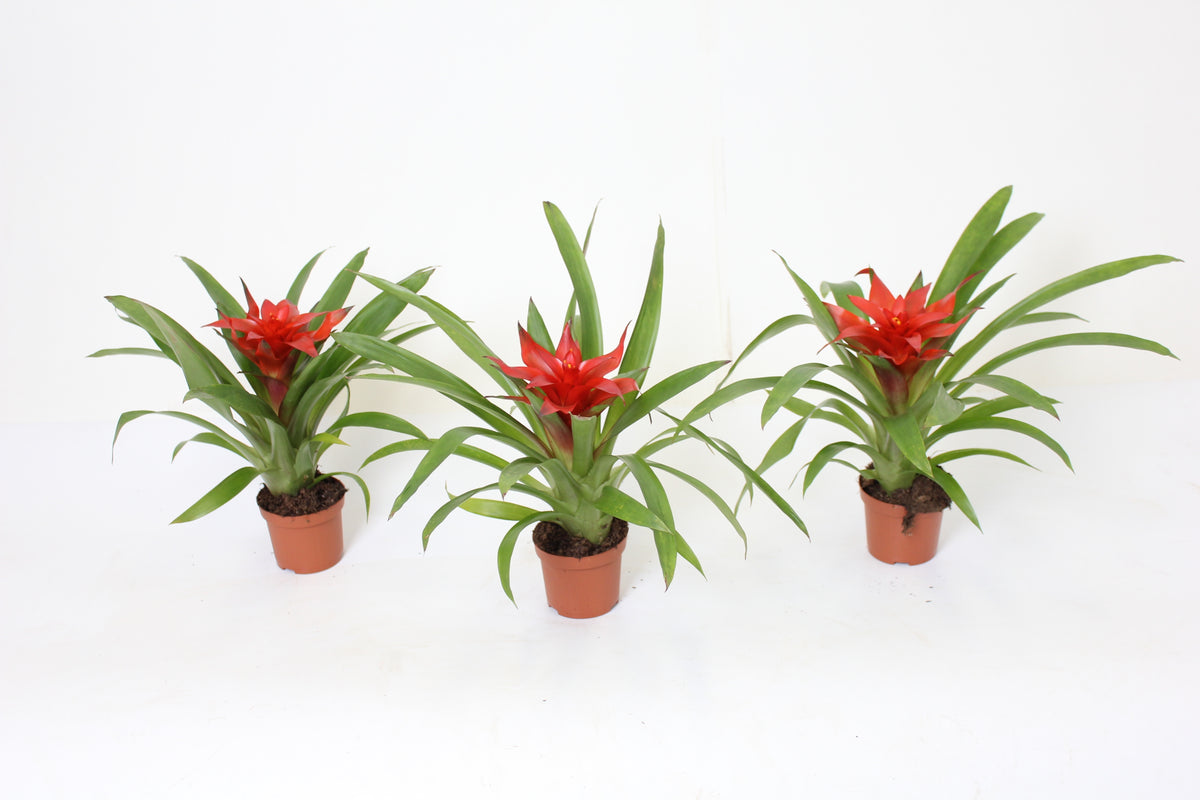 Guzmania Blitz 30cm 9cm Pot