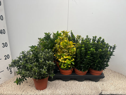 Euonymus japonicus mix 25cm 13cm Pot