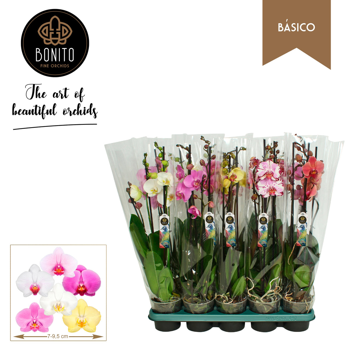 Phalaenopsis mix 60cm 12cm Pot