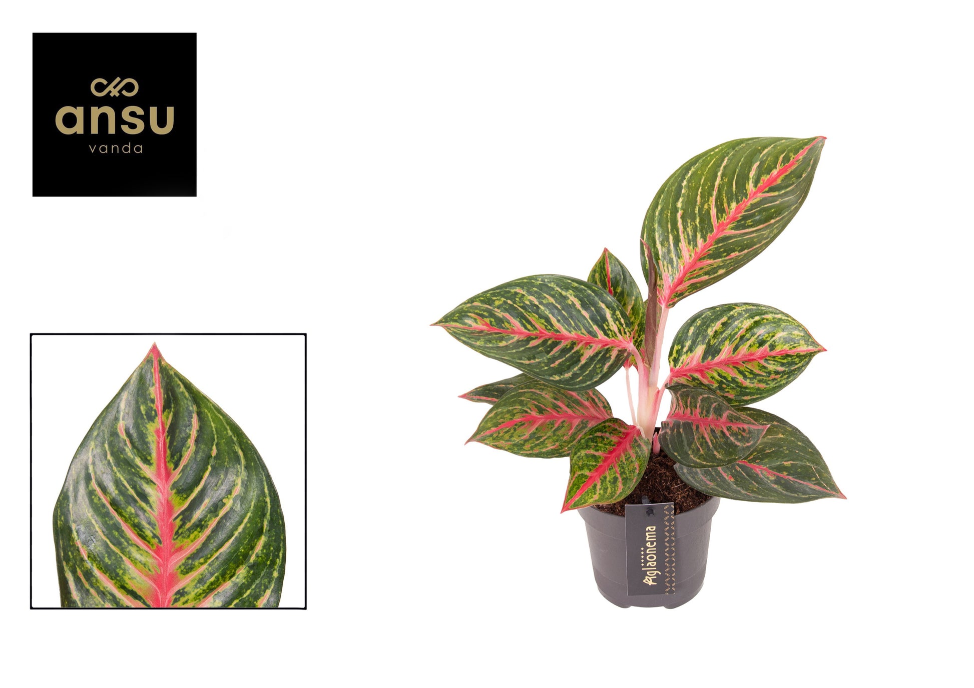 Aglaonema Spring Red 40cm 12cm Pot