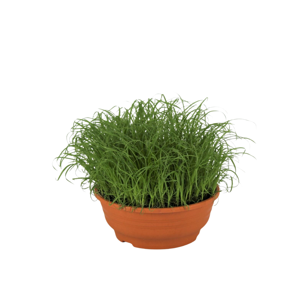 Cyperus Zumula (kitty grass) 23cm 16cm Pot