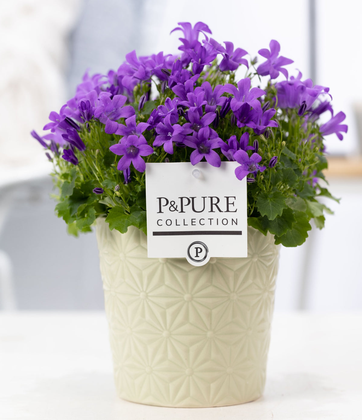Campanula Porto 17cm 13cm Pot