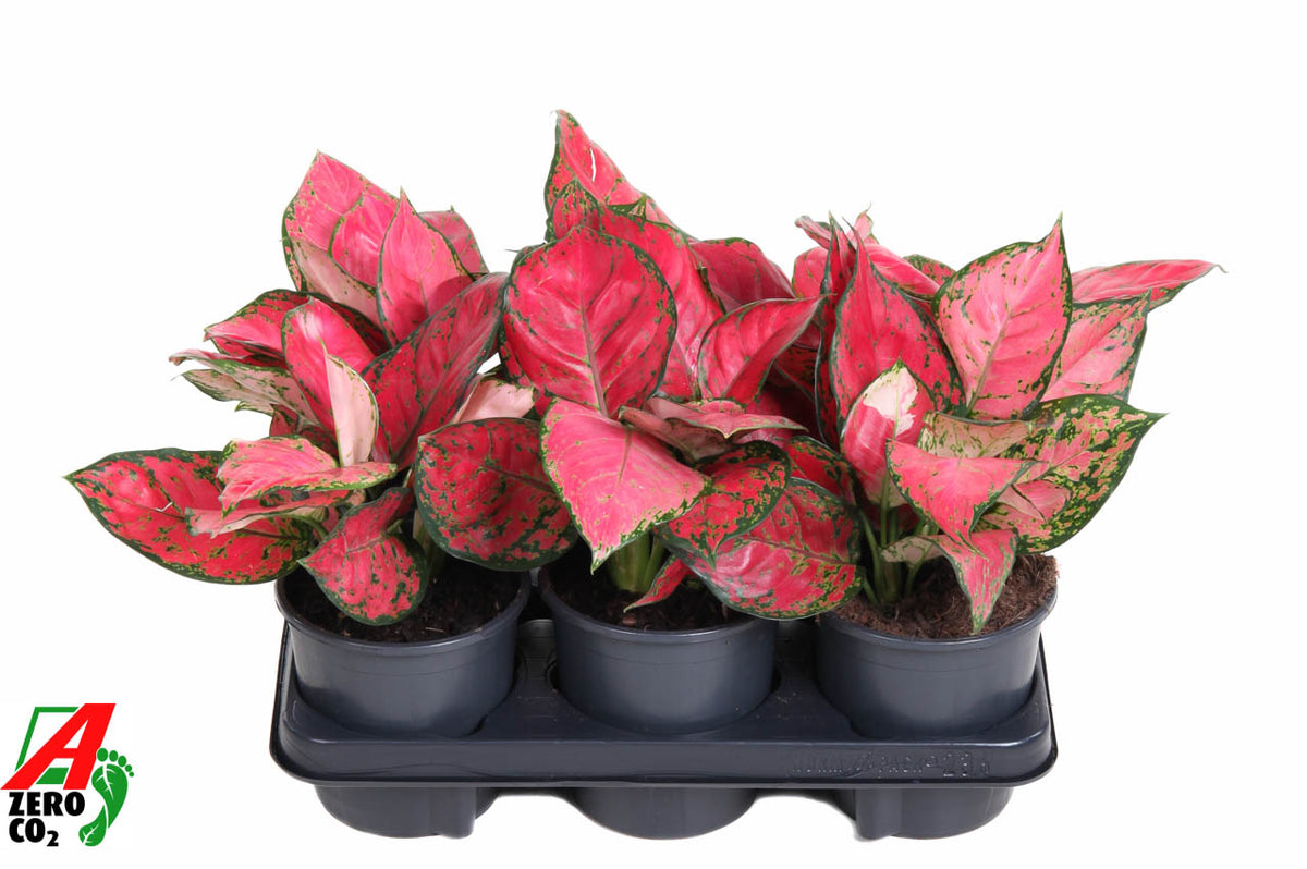 Aglaonema Hybrid 30cm 13cm Pot