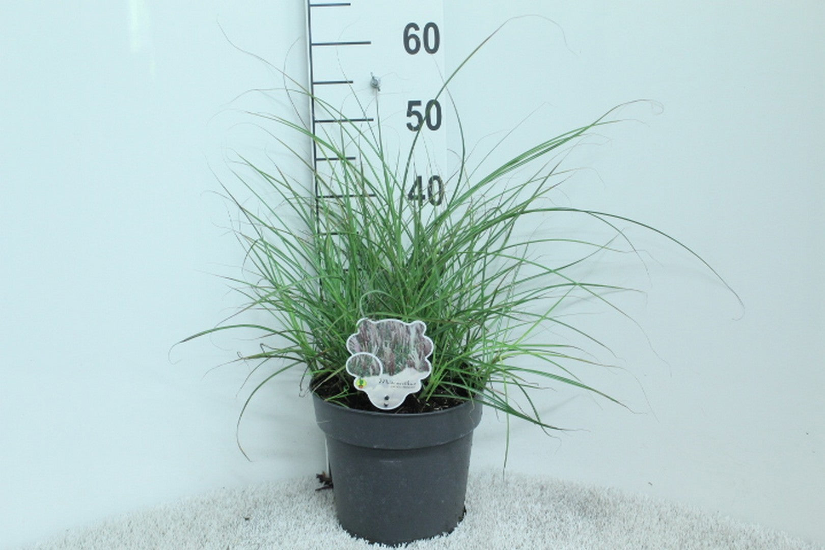 Miscanthus sinensis Red Chief 55cm 23cm Pot