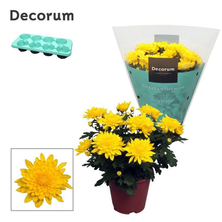 Chrysanthemum Grandezza yellow 25cm 13cm Pot