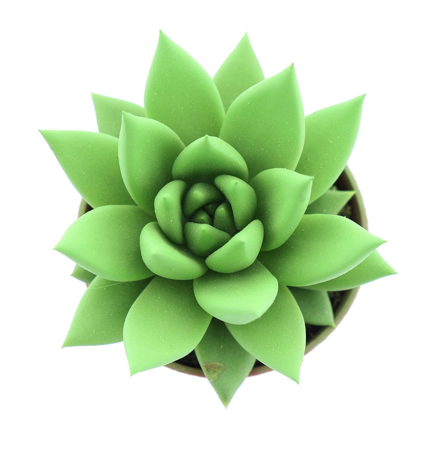 Euro Cactus Holland Bv Rainbow bright green Pack of 20