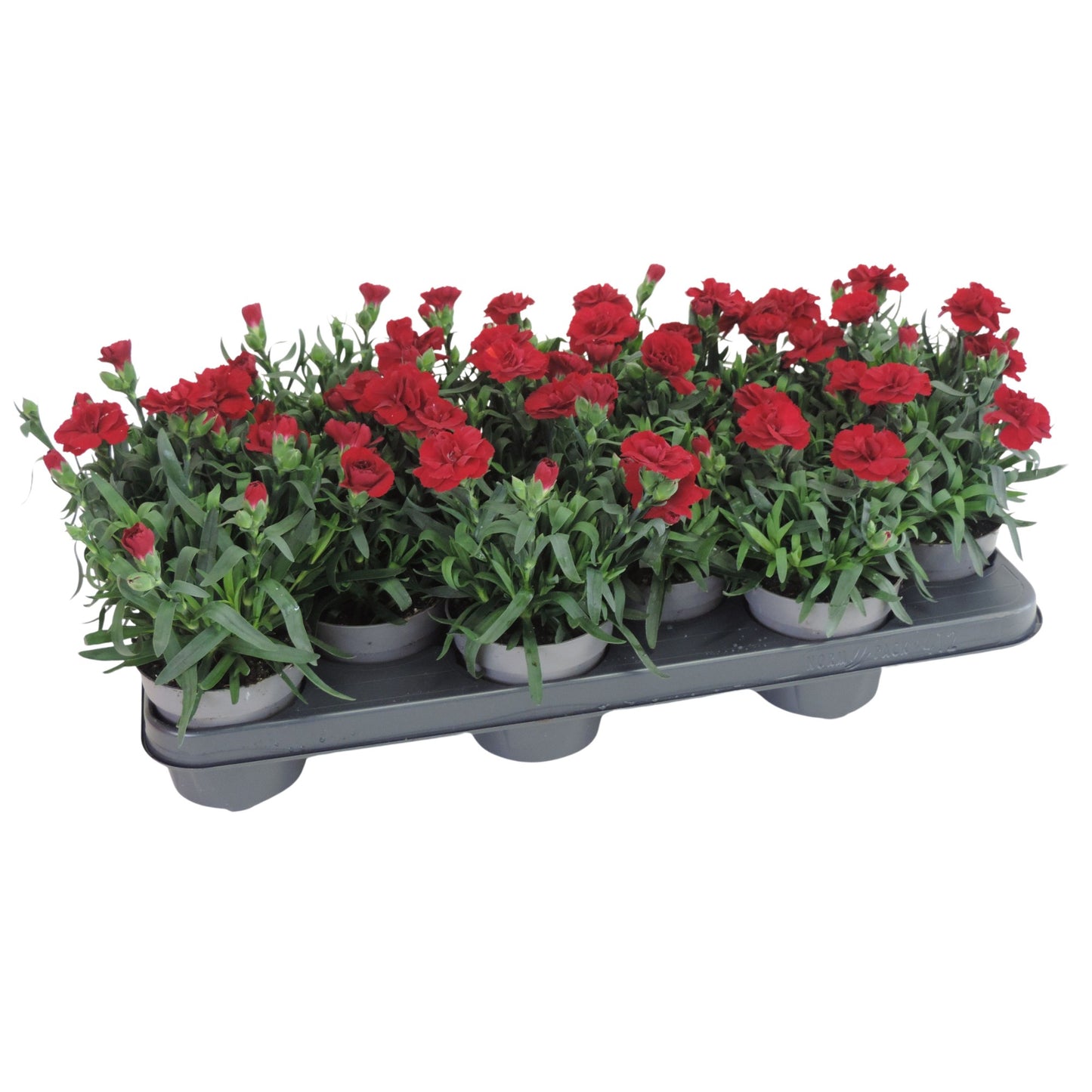 Dianthus Oscar Red 20cm 510cm Pot
