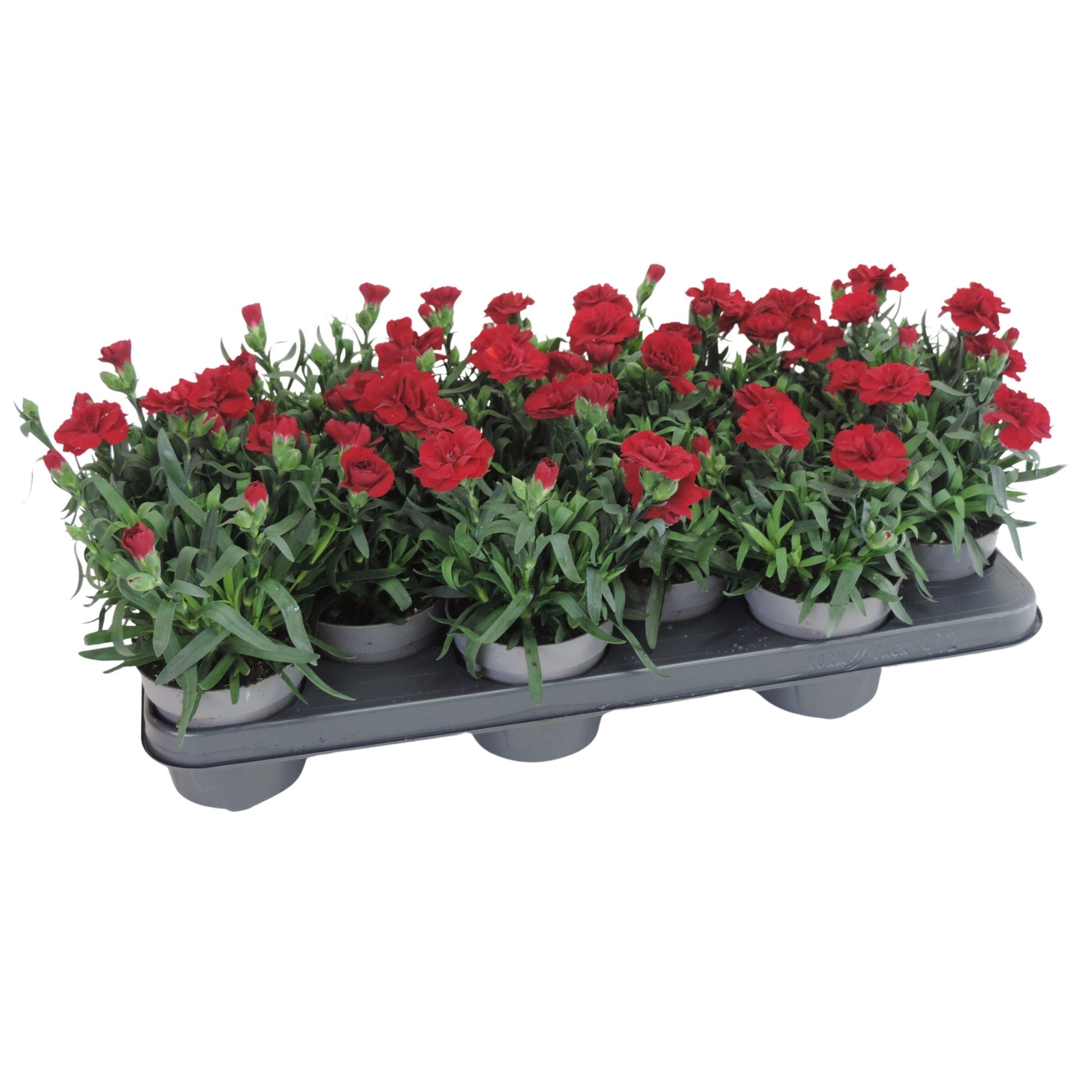 Dianthus Oscar Red 20cm 510cm Pot