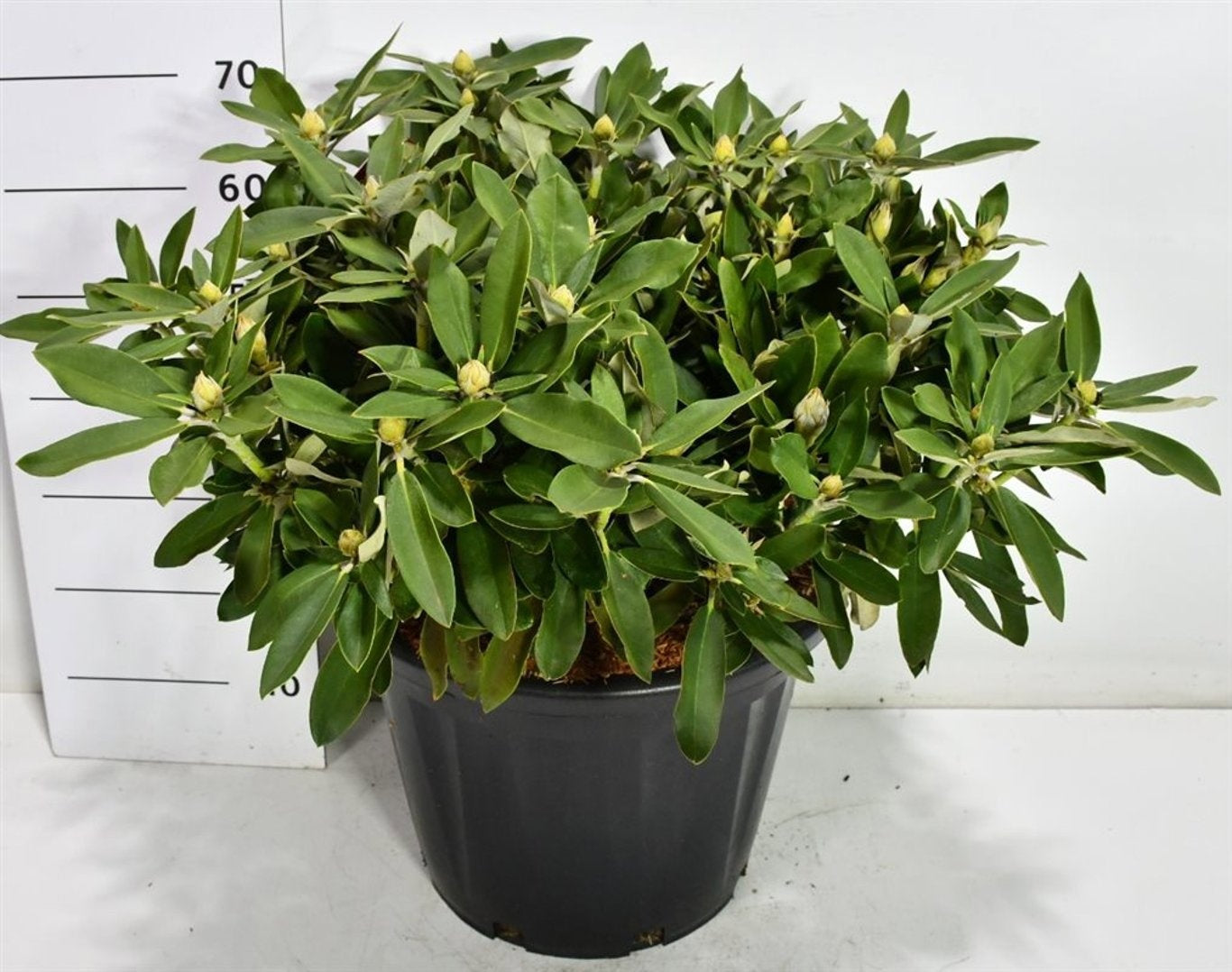 Rhododendron hippophaeoides 70cm 70cm Pot