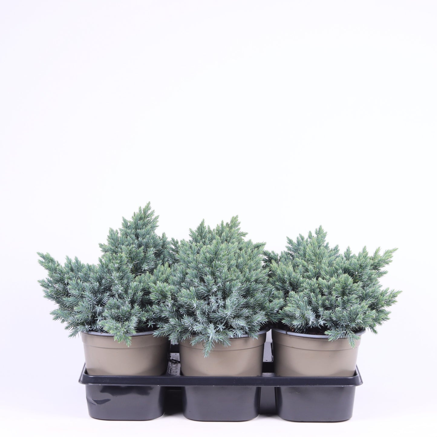 Juniperus Blue Star 20cm 15cm Pot