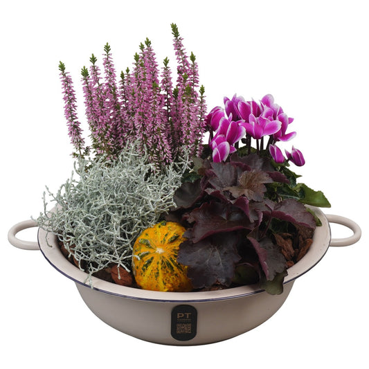 Outdoor arrangement 27cm 30cm Pot