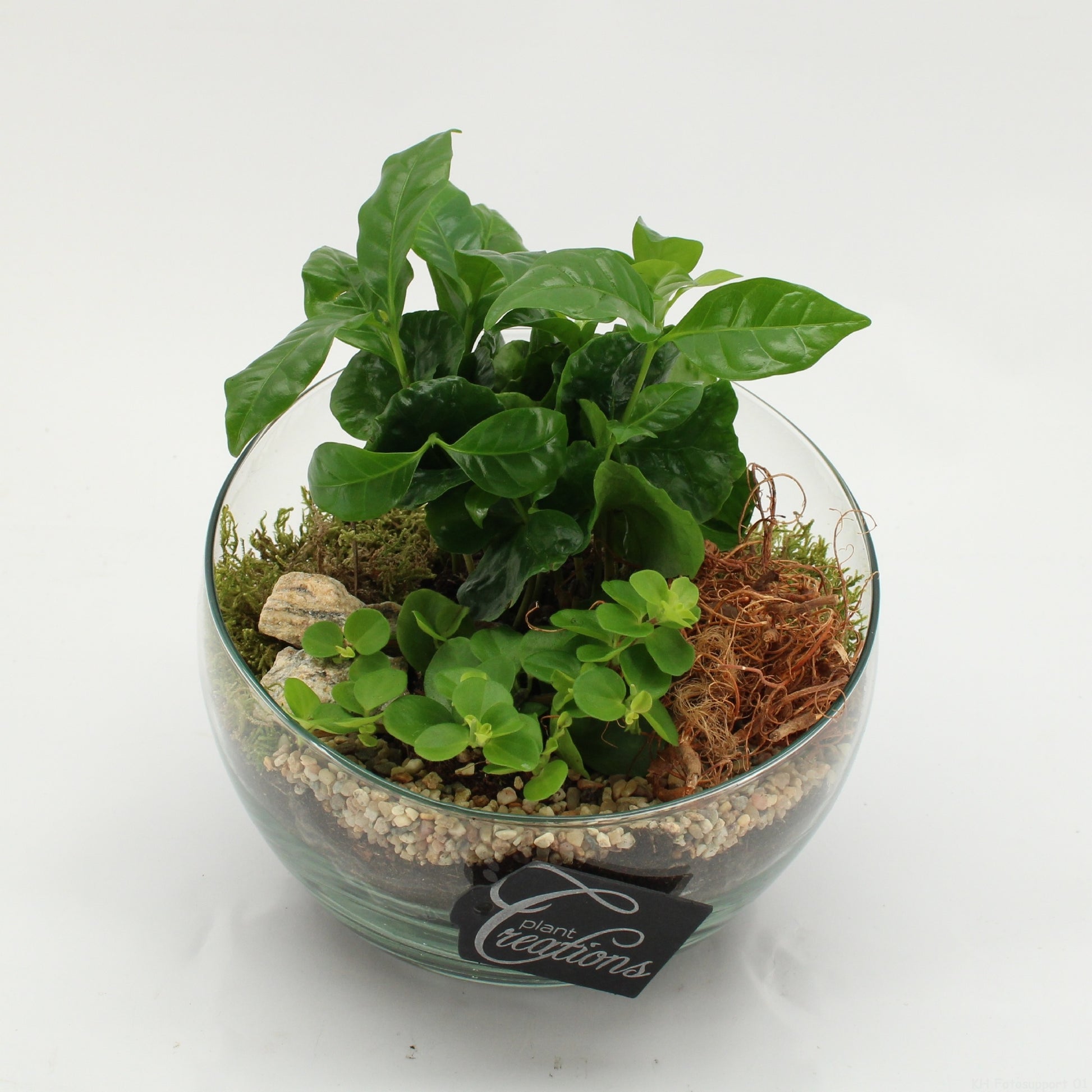 Indoor green arrangement 20cm 18cm Pot