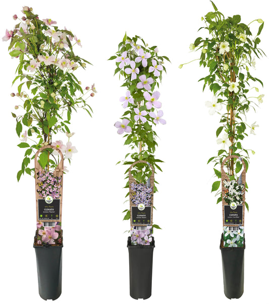 Climbing plants mix 90cm 17cm Pot