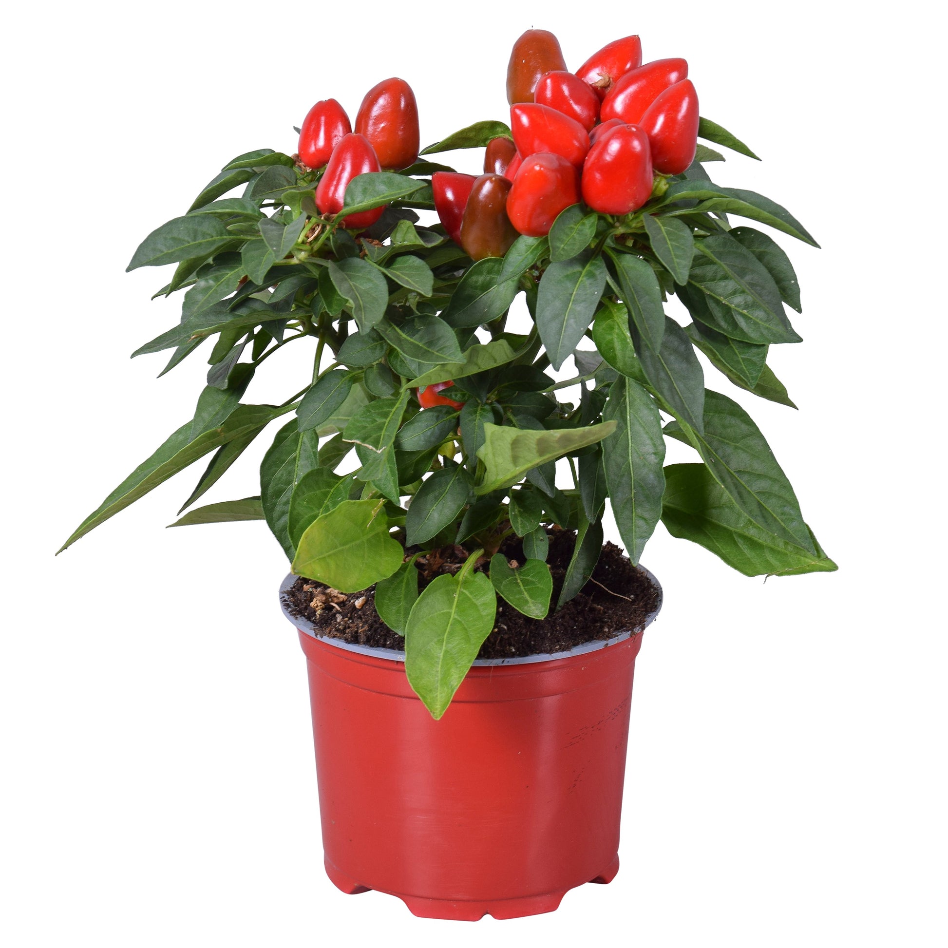 Capsicum ann. Samba Red 30cm 12cm Pot