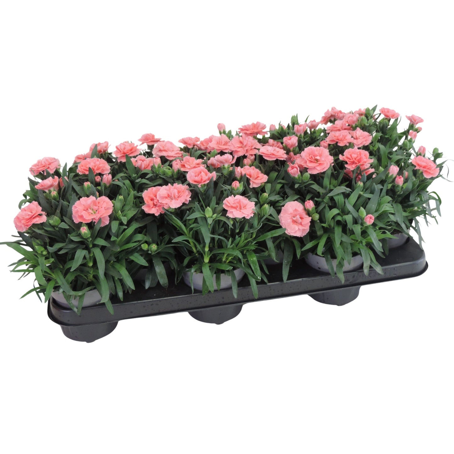 Dianthus Oscar Pink 20cm 510cm Pot