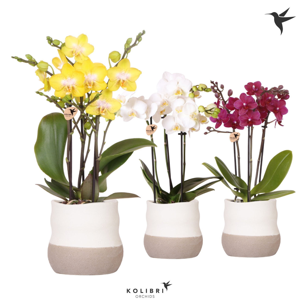 Kolibri Orchids Phalaenopsis mix 3 spike in Imperfect Bag pot 40cm 9cm Pot