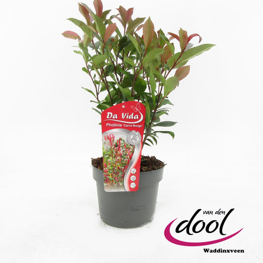 Photinia fraseri mix 65cm 19cm Pot