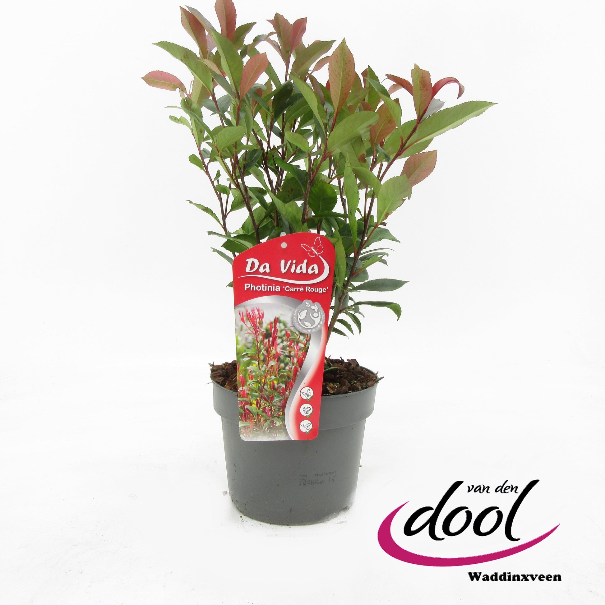 Photinia fraseri mix 65cm 19cm Pot