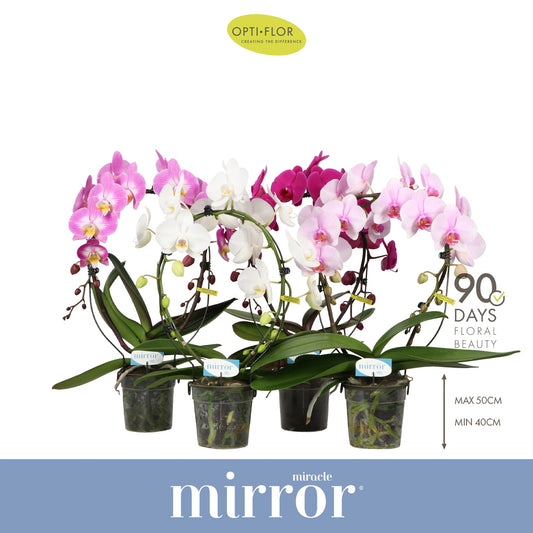 Phalaenopsis Mirror Miracle mix 50cm 12cm Pot