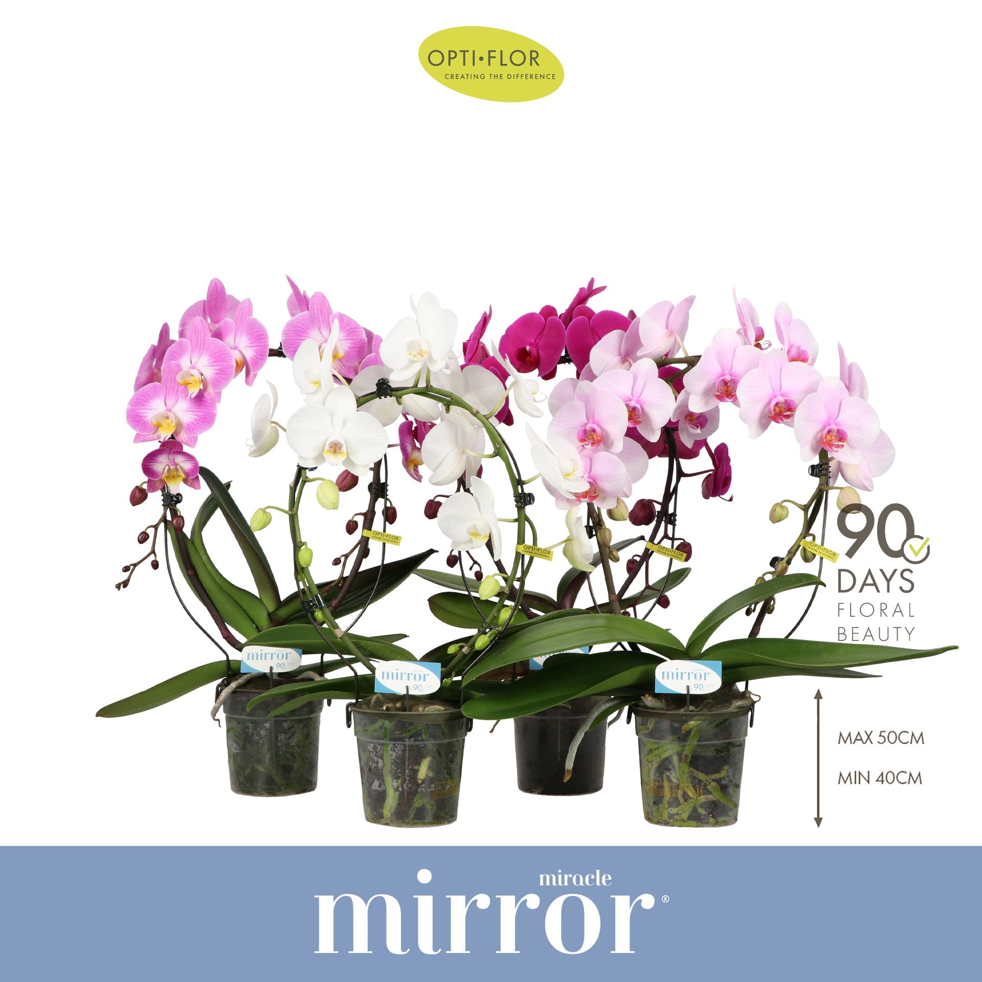 Opti-Flor Phalaenopsis Mirror Miracle mix Pack of 5