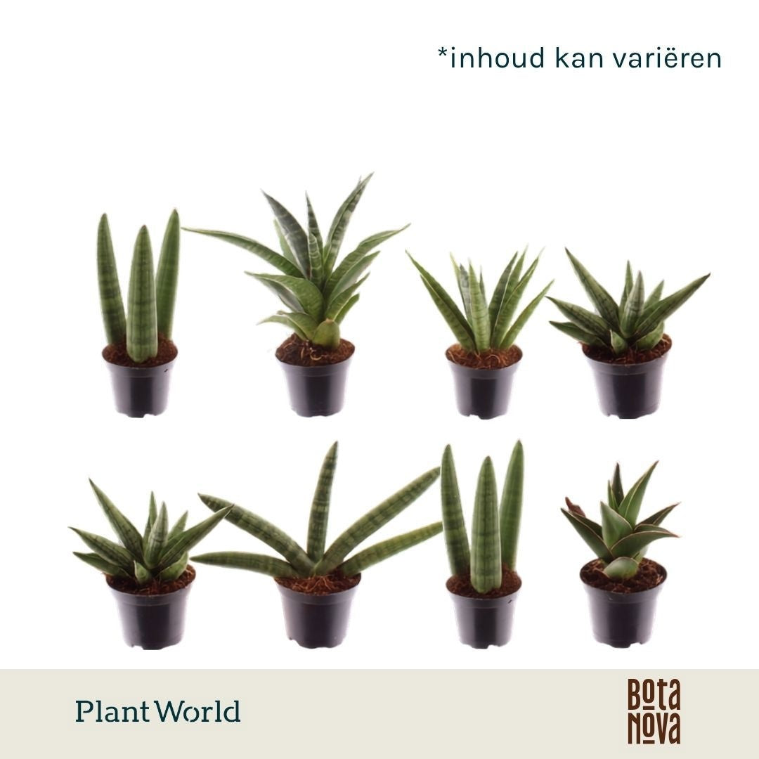 Sansevieria cylindrica 15cm 7cm Pot
