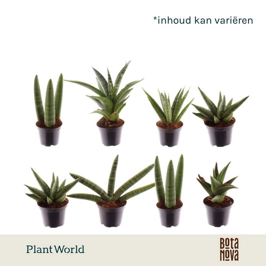 Sansevieria cylindrica 15cm 7cm Pot