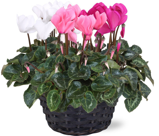 Cyclamen Allure 30cm 23cm Pot