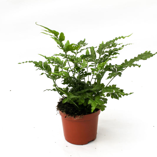 Pteris ensiformis 20cm 8.5cm Pot