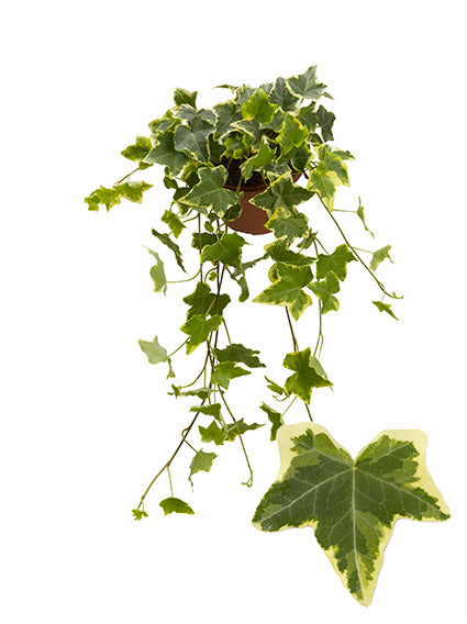 Berg Hedera Hedera helix variegated Pack of 12