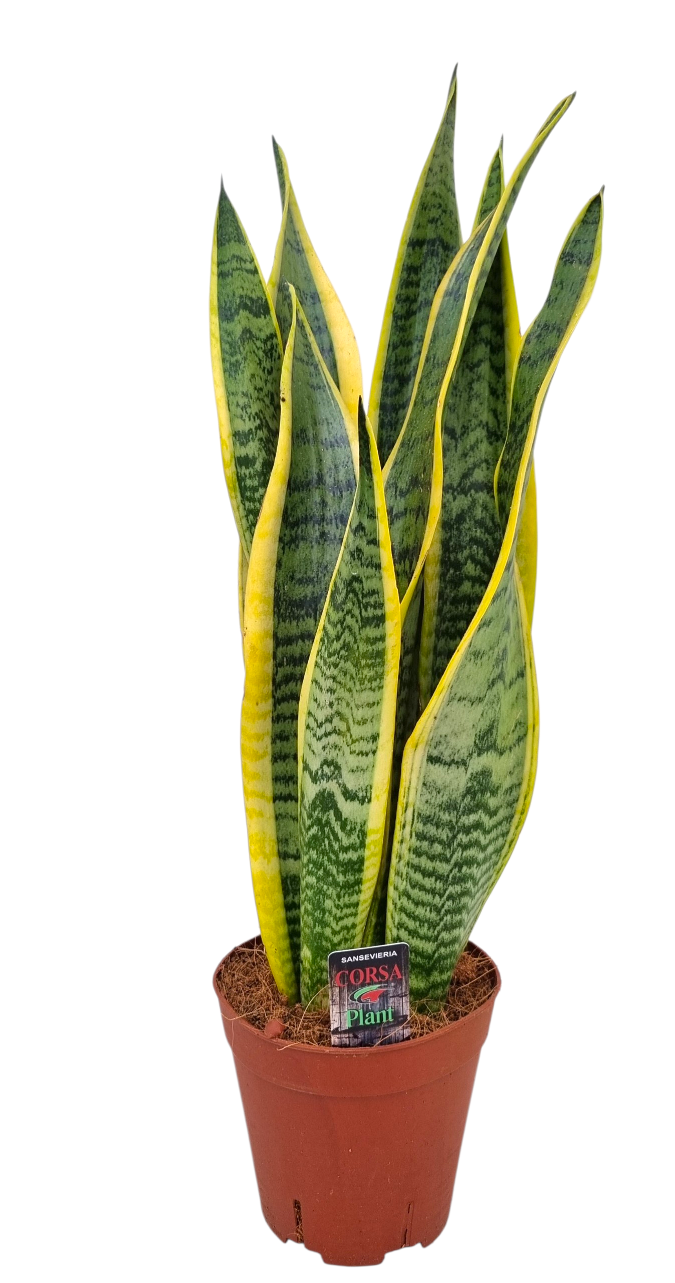 Corsaplant Sansevieria Laurentii Pack of 6