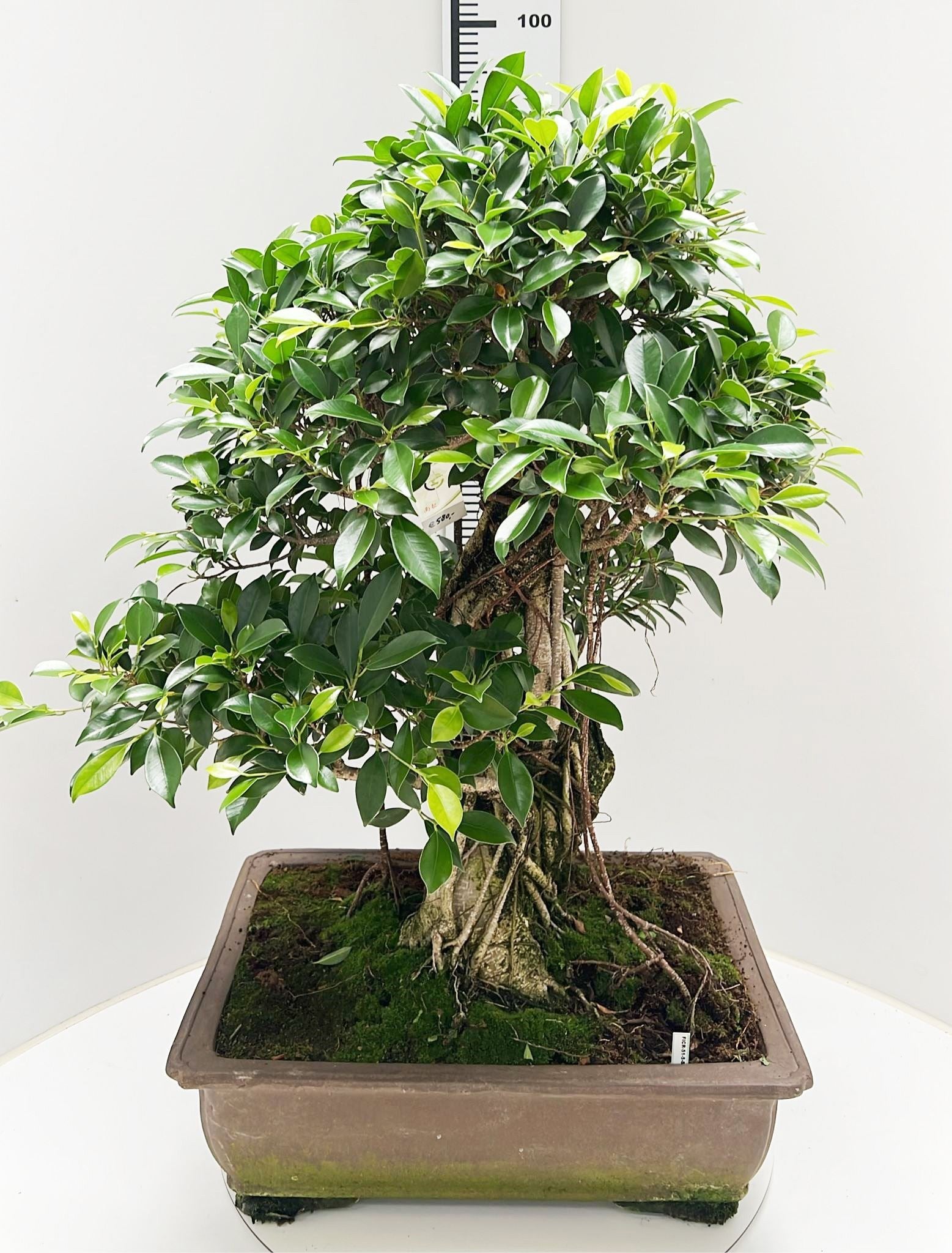 Bonsai Mix 75cm 50cm Pot
