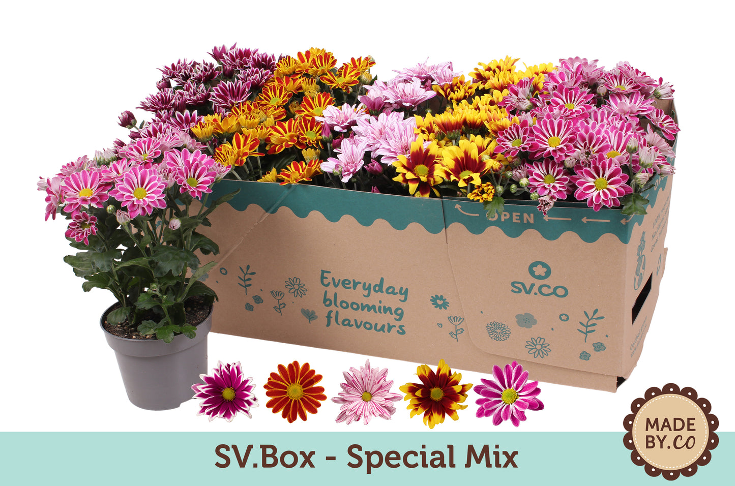 Chrysanthemum bicolour mix 25cm 12cm Pot