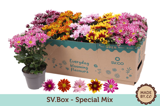 Chrysanthemum bicolour mix 25cm 12cm Pot