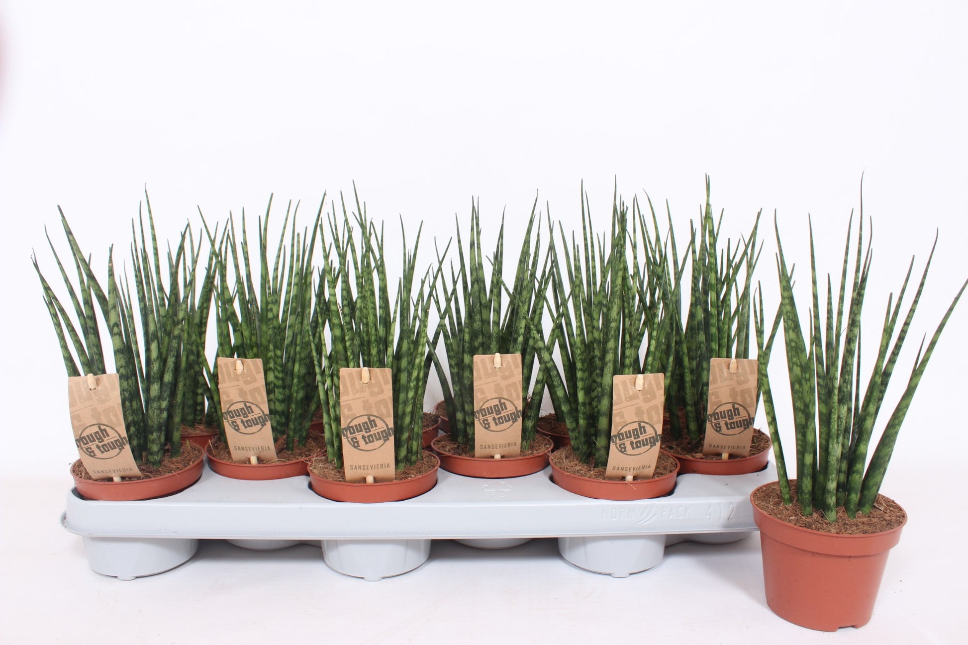Sansevieria Fernwood 25cm 510cm Pot