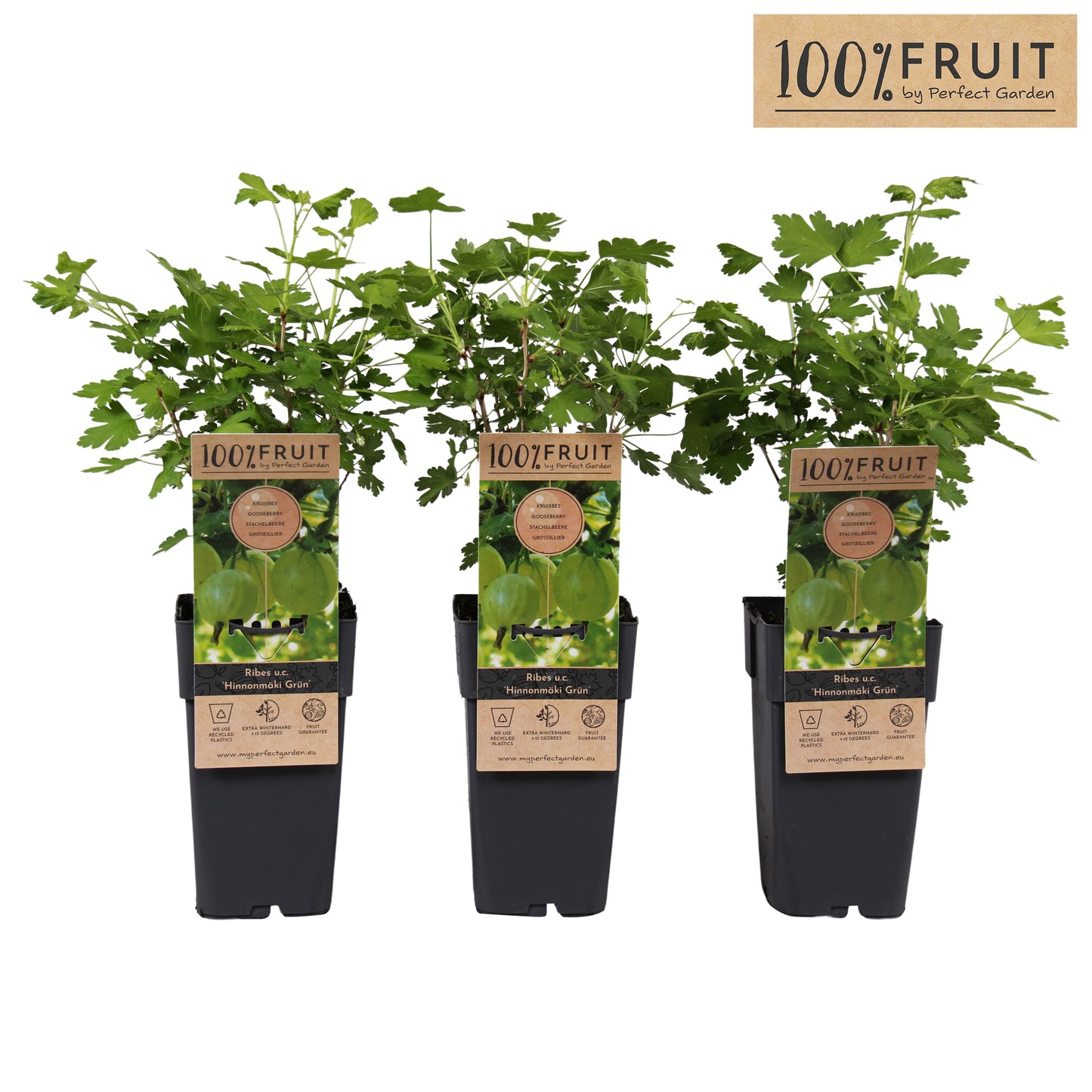 Ribes Hinnonmaki Green 65cm 15cm Pot