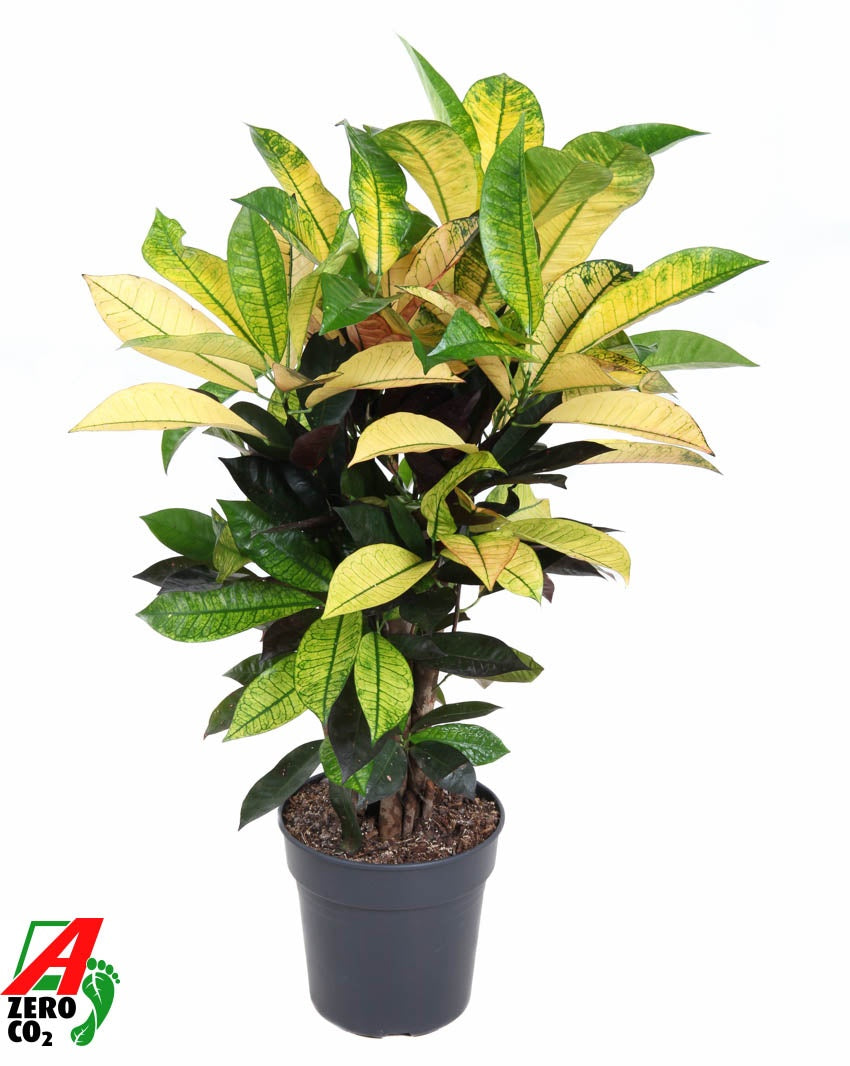 Codiaeum Mrs Iceton branched 80cm 21cm Pot