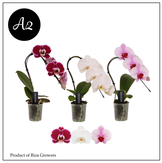 Phalaenopsis pink 35cm 7cm Pot
