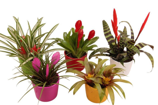 arr. Bromelia 30cm 12cm Pot