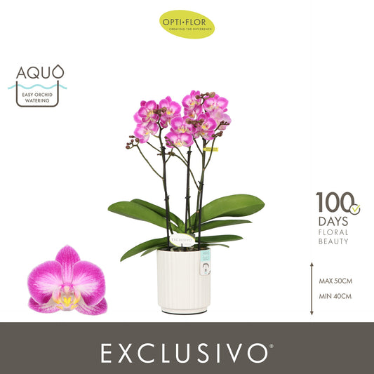 Phalaenopsis pink 45cm 12cm Pot